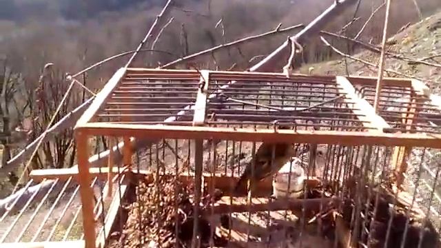 ловля красношапочного вьюрка часть 2 смотреть онлайн