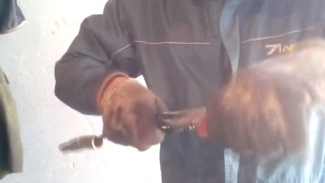 Замена маслосъемных колпачков ваз 2110 16кл смотреть онлайн