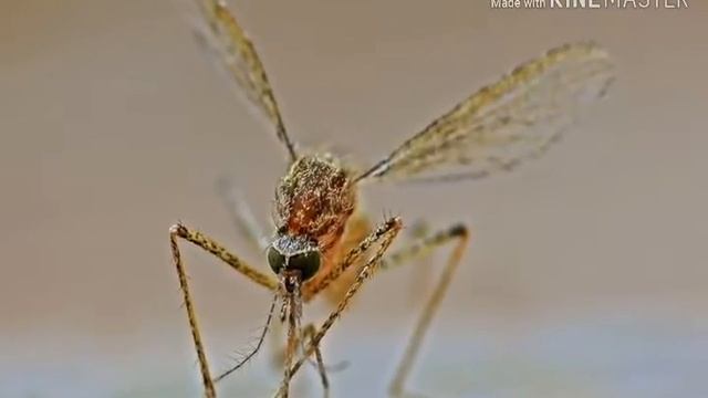 Комар.Мир Насекомых. смотреть онлайн