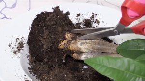 5 растений которые привлекут удачу и деньги в ваш дом | Я знаю