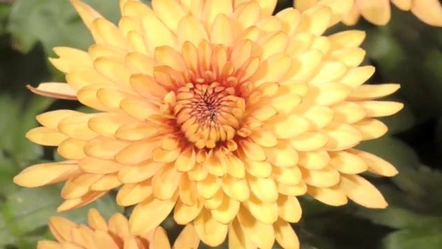 Chrysanthimum orange flower time lapse смотреть онлайн