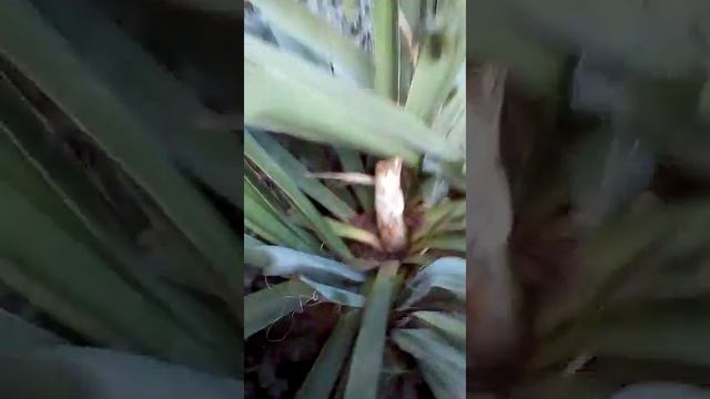 Юкка Нитчатая или юкка садовая