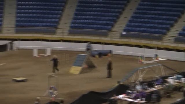 Lakeland Terrier - 1st Place Agility Run смотреть онлайн