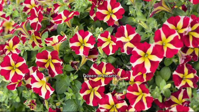 Roberta's 6-piece Two Hearts Petunia Collection On QVC