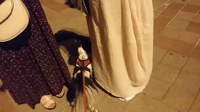 #Шитцу Филя хочет познакомиться...🐶 смотреть онлайн