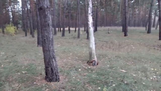 Что за грибы, подскажите? Сыроежка, синюшка, шампиньон, рядовка? Как не отравиться? смотреть онлайн