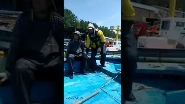 Работа в Корее × Сезон сбора ташимы (морская капуста) смотреть онлайн