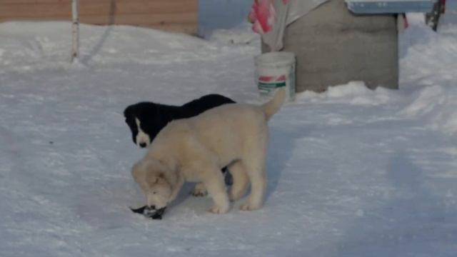 Щенки питомника Гарджи Хан, помет Б смотреть онлайн