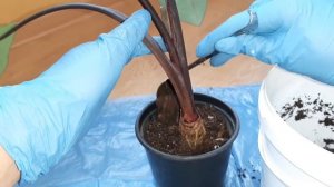 КОЛОКАЗИЯ. ПЕРЕСАДКА ?Часть2 #ксантозома_фиолетовая #комнатные_цветы