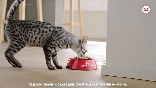 Система питания для домашних кошек от Royal Canin