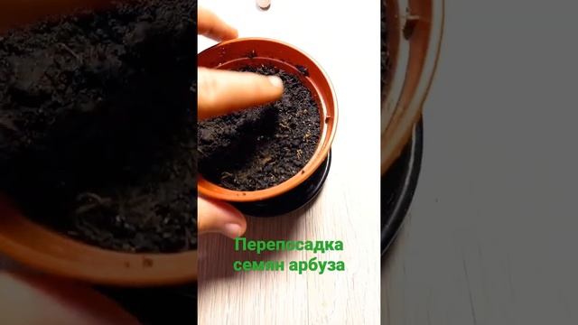 Перепосадка семян арбуза смотреть онлайн