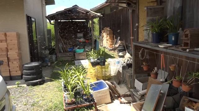 Cymbidium Floribundum Attracts Japanese Honeybee