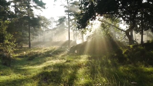 Calm Piano Music for Working – Safe Haven of a Dream смотреть онлайн