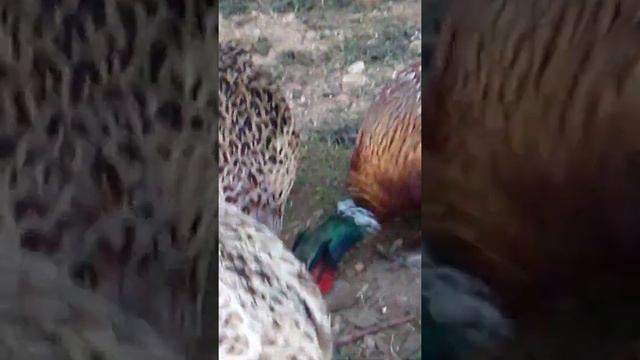 Обыкновенный (охотничий) фазан смотреть онлайн