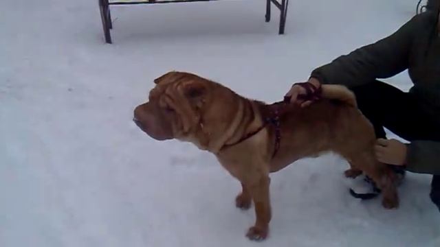 шарпей смотреть онлайн