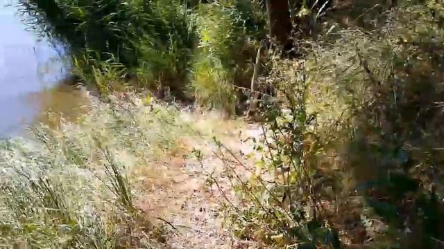 Как цветёт ДЕРБЕННИК ИВОЛИСТНЫЙ Плакун.Наш отдых на речке Южный Буг.