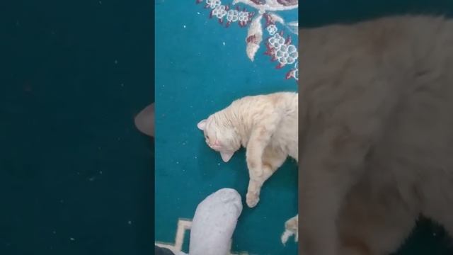 Кот мужик смотреть онлайн