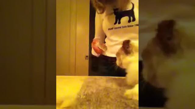 Angry Ragdoll Cat смотреть онлайн
