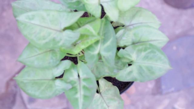 syngonium plant смотреть онлайн