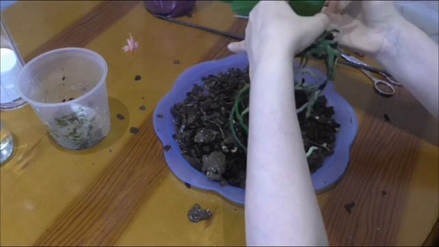 Пересадка ОРХИДЕИ? ПОПУГАЙ смотреть онлайн