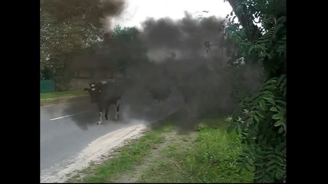 Белорусские коровы-мутанты! Belarusian cow mutants! смотреть онлайн