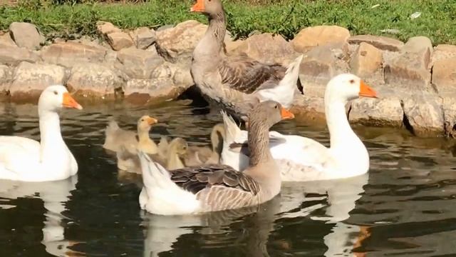 Как растут гусята.