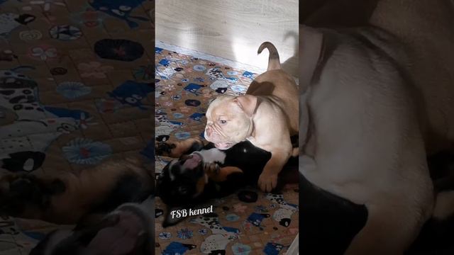 Малыши Американского булли. Помет У(U), д. р. 23.08.2022г. смотреть онлайн