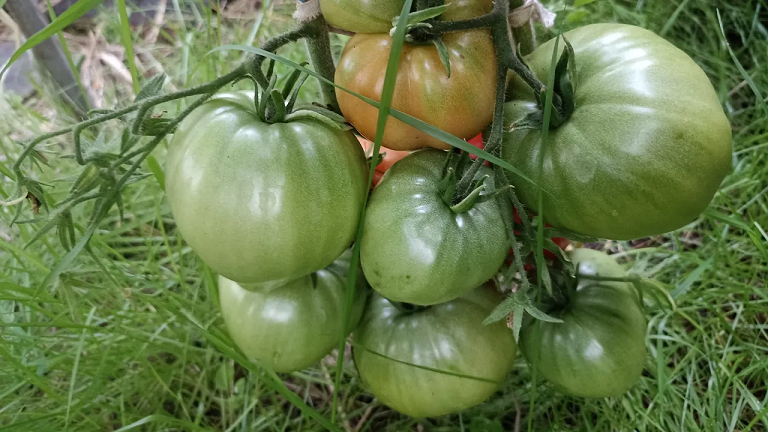 Сибирь. Обзор и дегустация детерминантных томатов Бычье сердце компакт и Эм Чемпион. смотреть онлайн