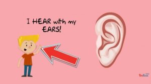 five senses smell taste hear touch see - пять чувств English Vocabulary