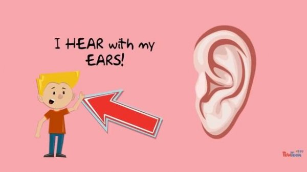 five senses smell taste hear touch see - пять чувств English Vocabulary