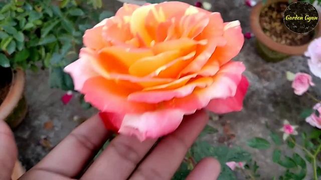 Rose Varieties, Tropical Sunset, Fire Flash, Summer Snow, by Garden Gyan смотреть онлайн