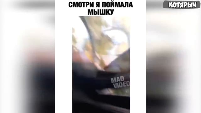 ПРИКОЛЫ С ЖИВОТНЫМИ ?? Смешные КОТЫ и СОБАКИ | Забавные Животные смотреть онлайн