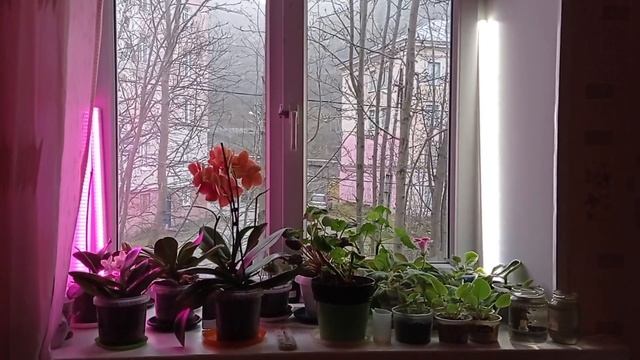 18.10.2022 Погода. Комнатные цветы. смотреть онлайн