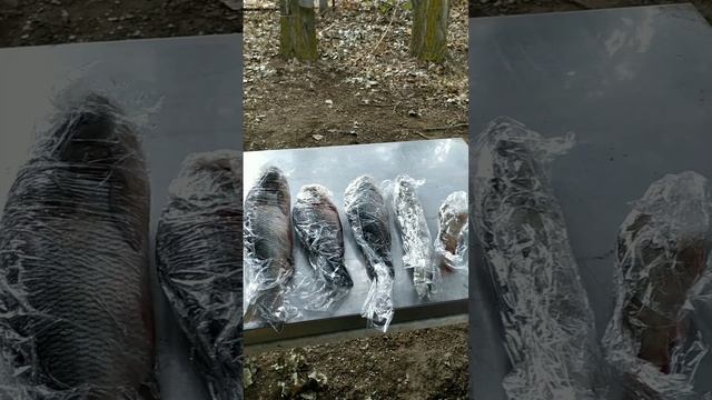 Рыбка пошла Астрахань 03-04.10.22 смотреть онлайн
