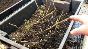 Размножение ежевики зимой. Ремонтантный, бесшипный сорт Прайм Арк Фридом