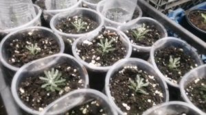 Сантолина серебристая черенкование и уход.