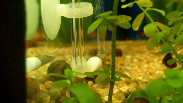 CO2 через веточку рябины смотреть онлайн