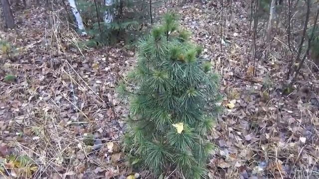 Как растут кедры