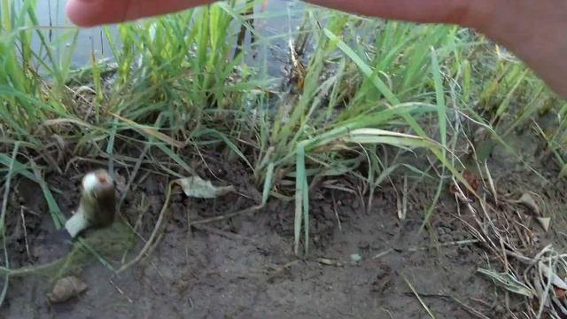 Золотая Рыбалка 2022. Архангельские карьеры. В попытках разловить карпа. 2 серия смотреть онлайн