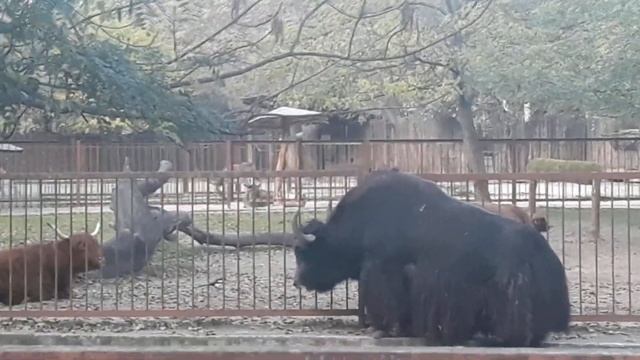Результаты выборов - мы выбрали зоопарк. Вы не поверите - это видео сняла десятилетняя девочка смотреть онлайн