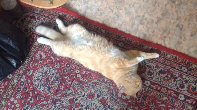 Кот Барсик спит! Как спят коты? Кот спит на спине! # Часть 1 смотреть онлайн
