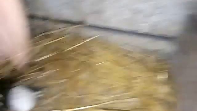 Срочно нужно кормить кур и собирать яйца . смотреть онлайн