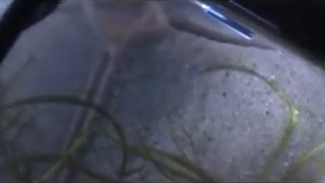 Triops australiensis mov 5 смотреть онлайн