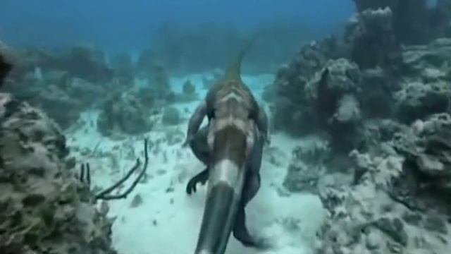 What If The Tanystropheus Didn't Go Extinct? смотреть онлайн