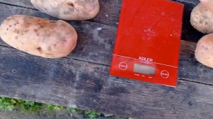 ? Картофель Славянка. Рекорд сезона 2021 ⚖️?