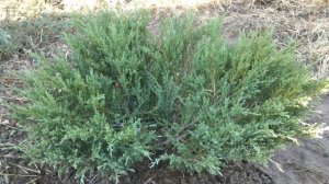 Можжевельник горизонтальный Андорра Компакт/Juniperus horizontalis Andorra Compact.