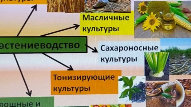 Урок географии в 7 классе смотреть онлайн