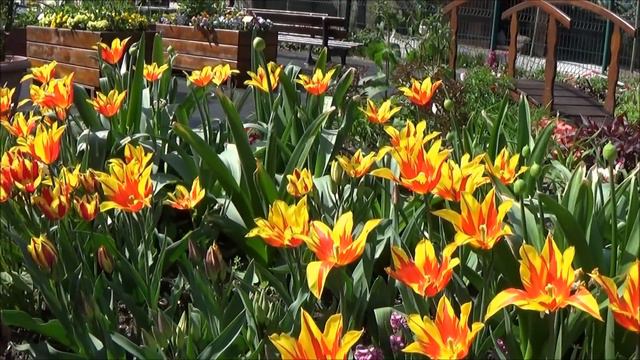 Tuto jardin:création massif de bulbes:tulipes, alliums, narcisses, plantation, entretien, arrachage смотреть онлайн