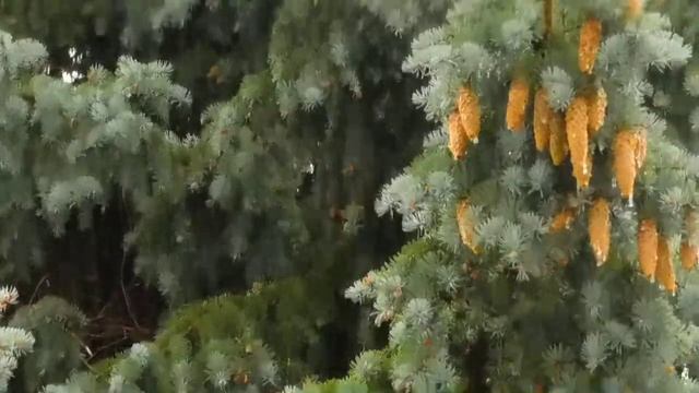 Приятные звуки дождя!!! Без грома для спокойного сладкого сна! смотреть онлайн