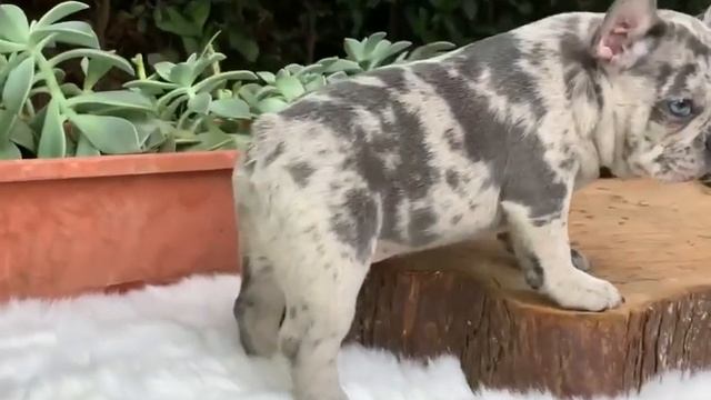 Elizabeth .. blue Merle french bulldog смотреть онлайн